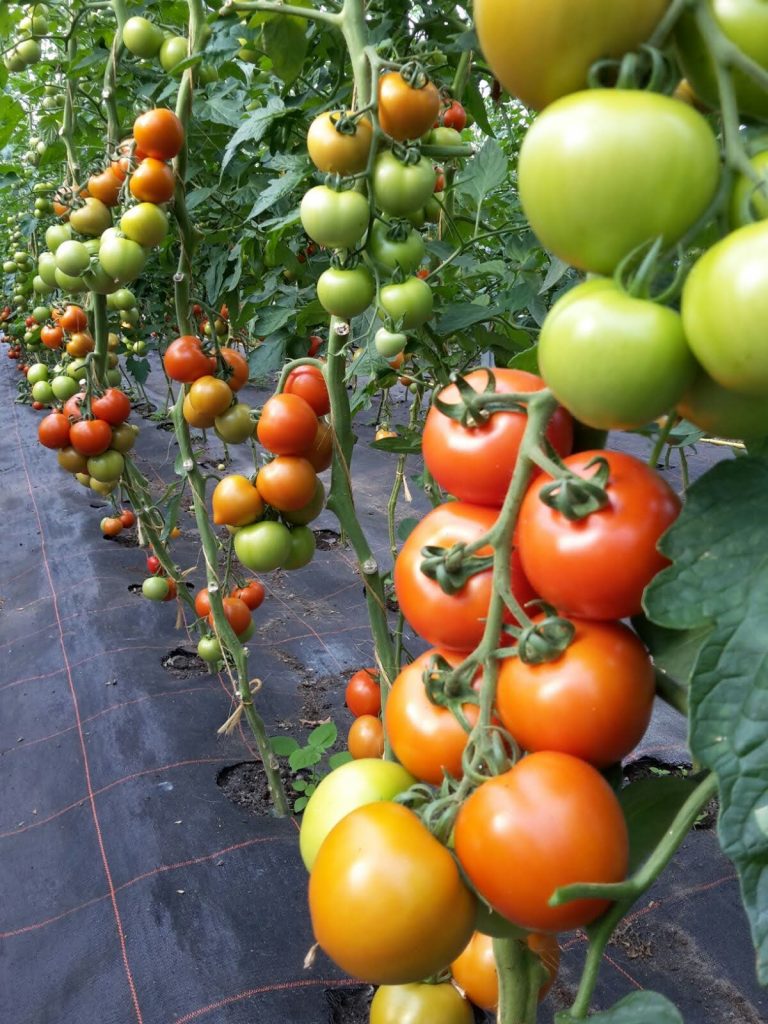 Tomatensträucher mit saftigen Tomaten