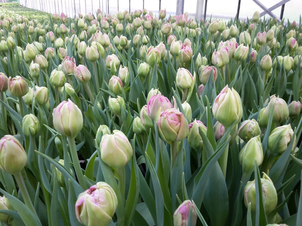 Große und selbst erzeugte Tulpen