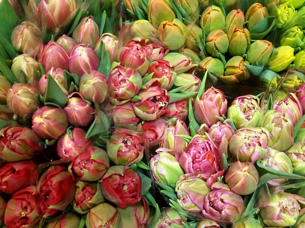 Verschiedene Tulpensorten in unterschiedlichen Farben